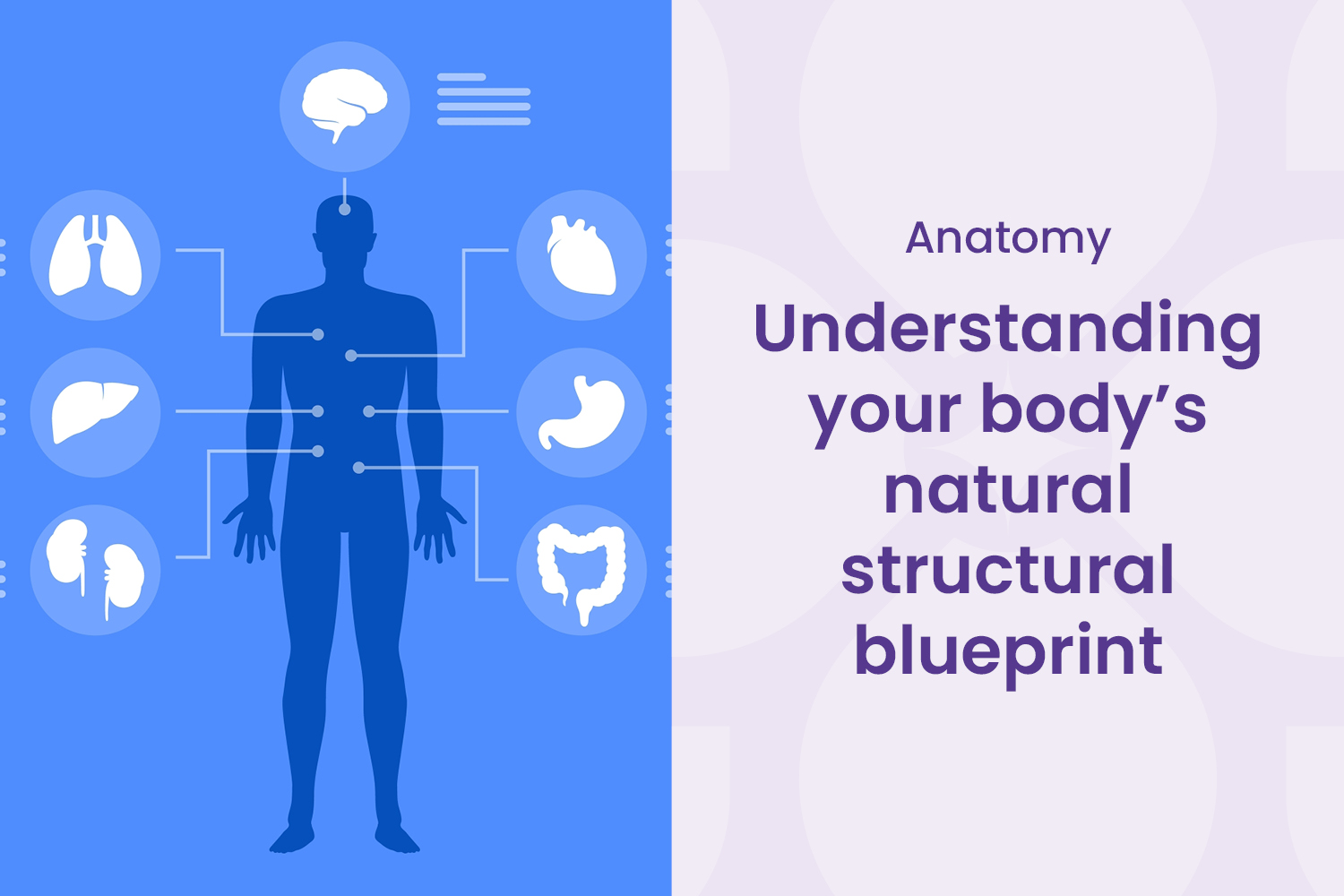 Your Body Has a Structural Blueprint
