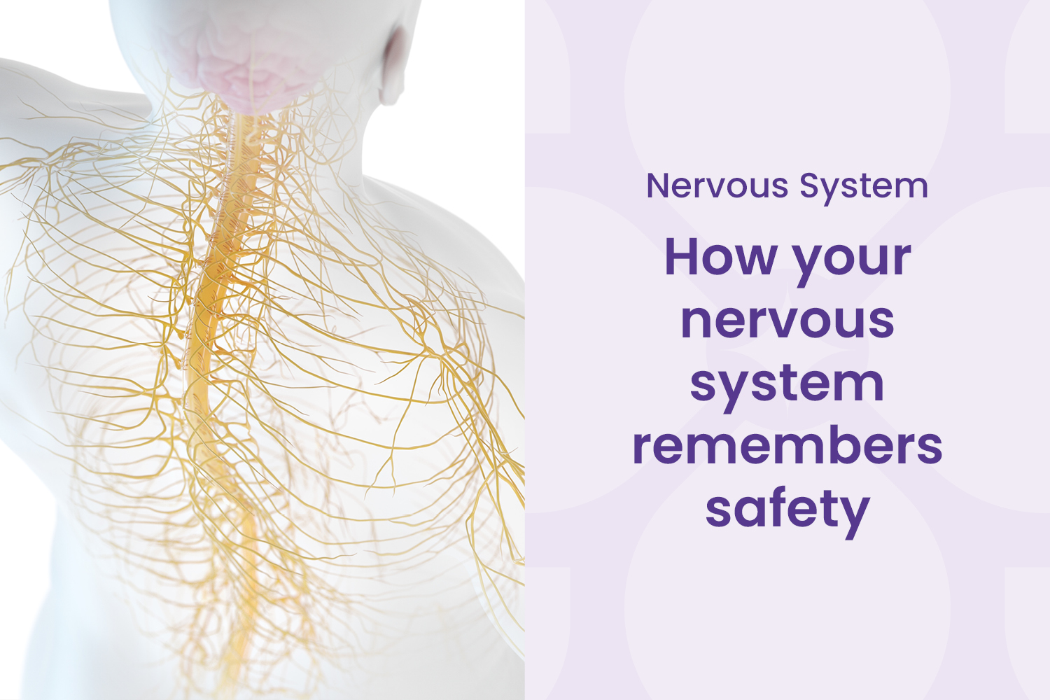 Your Nervous System Remembers Safety