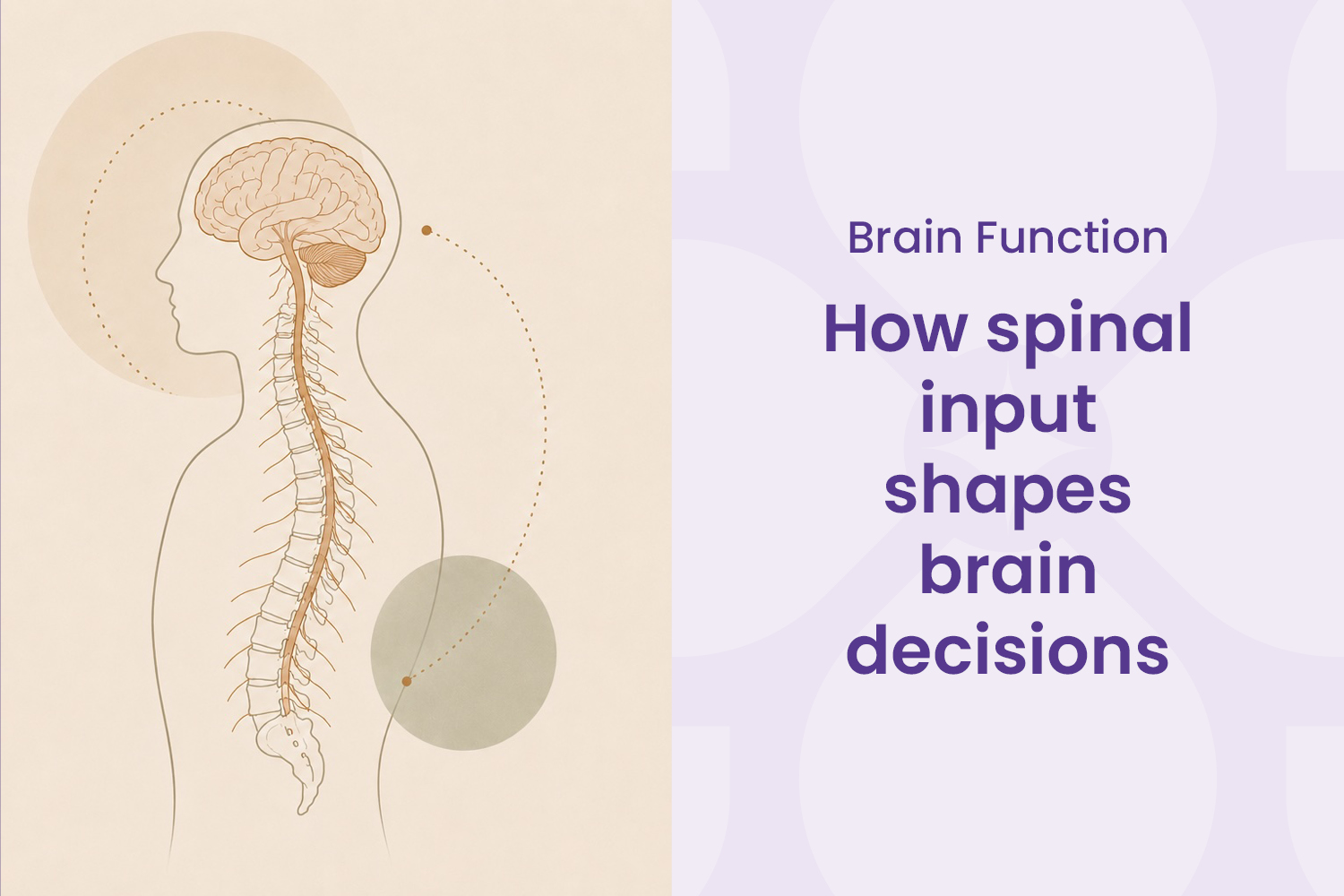 How Spinal Input Shapes the Brain’s Decisions 